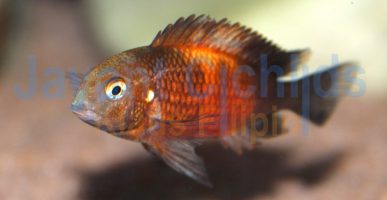 Tropheus moorii Bemba OB