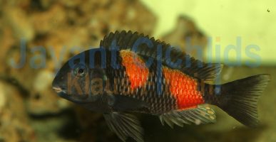 Tropheus moorii Bulu Point Kirschfleck