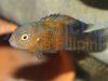 Tropheus moorii Bemba orange bright