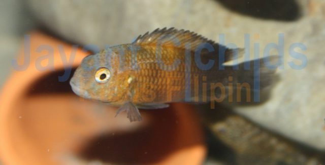 Tropheus moorii Bemba orange bright