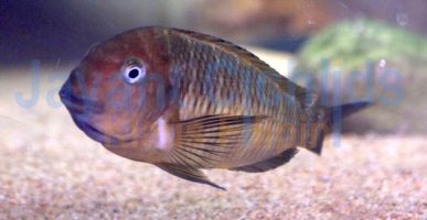 Tropheus moorii Mamalesa Island