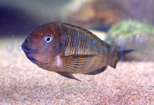 Tropheus moorii Mamalesa Island