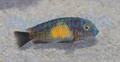 Tropheus moorii Mpulungu