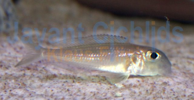 Xenotilapia bathyphilus Gombe