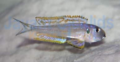 Xenotilapia bathyphilus Sambia