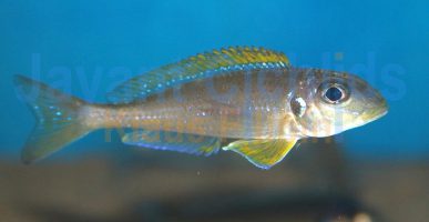 Xenotilapia flavipinnis Kasanga