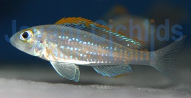 Xenotilapia flavipinnis Katete