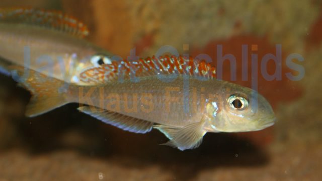 Xenotilapia flavipinnis Lyamembe