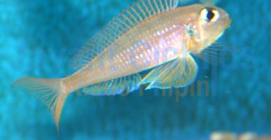 Xenotilapia flavipinnis Milingu