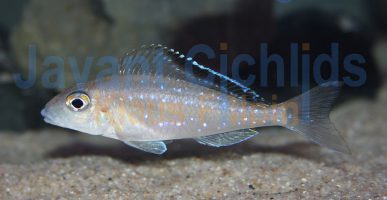 Xenotilapia spilopterus Kachese