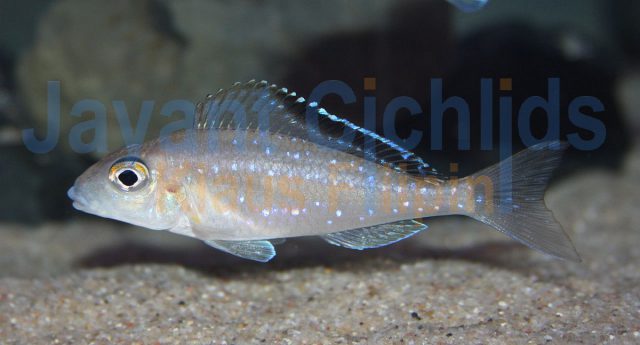 Xenotilapia spilopterus Kachese