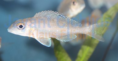 Xenotilapia spilopterus Kisambala