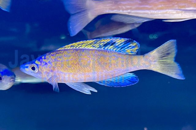 Cyprichromis microlepidotus Kiriza