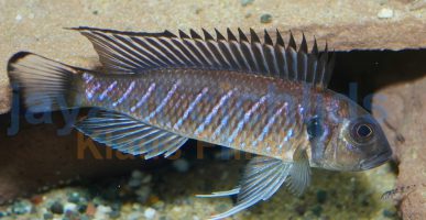 Triglachromis otostigma