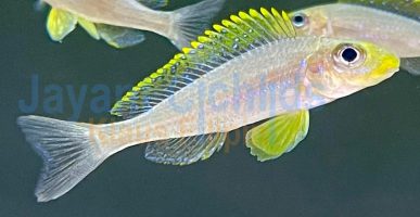 Xenotilapia papilio Chituta