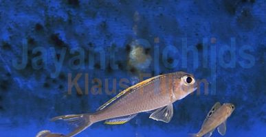 Xenotilapia nigrolabiata ‚red princess‘