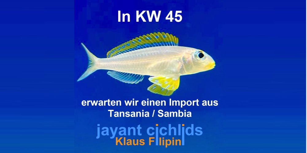 Import aus Tansania und Sambia in Kalenderwoche 45