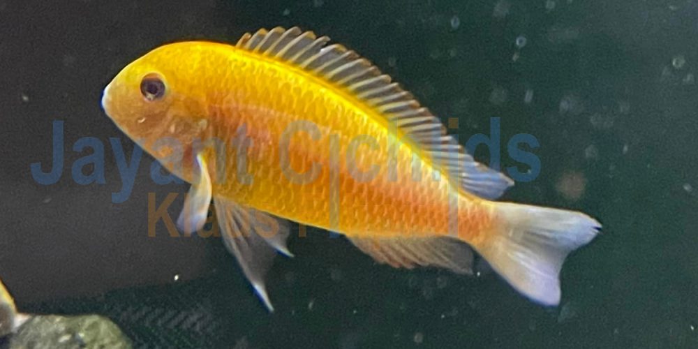 Tropheus moorii golden Ikola