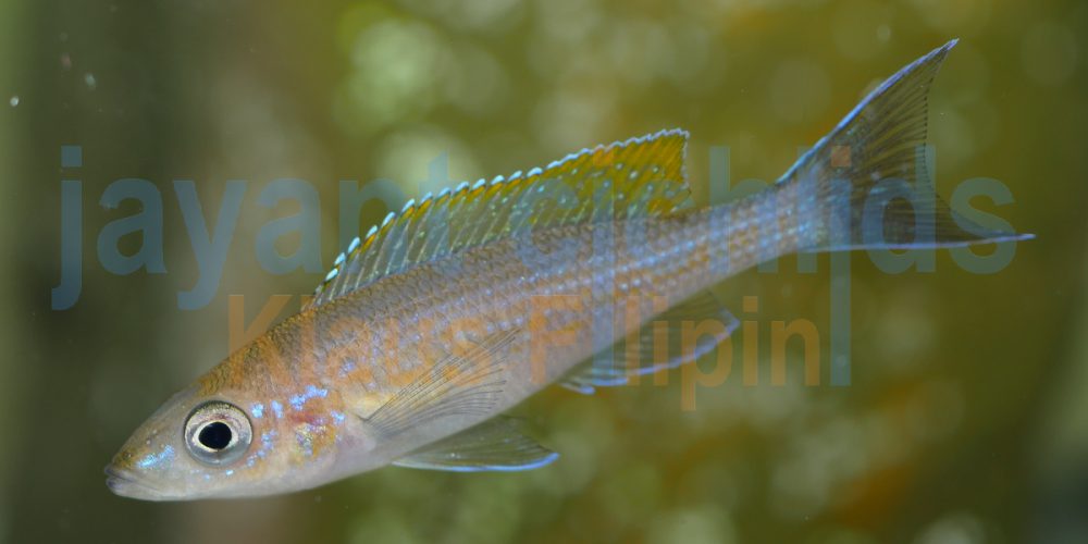 Paracyprichromis brieni Rumonge