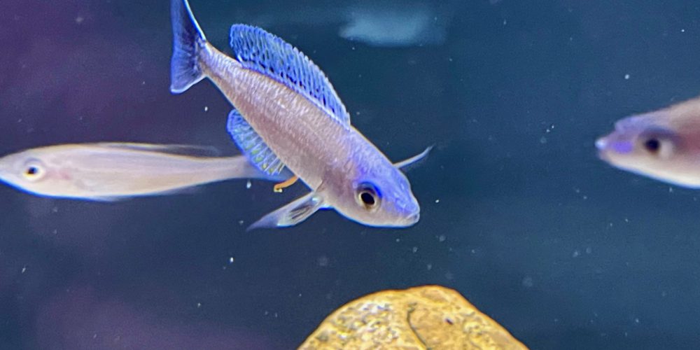 Cyprichromis leptosoma Kalambo  very  rare