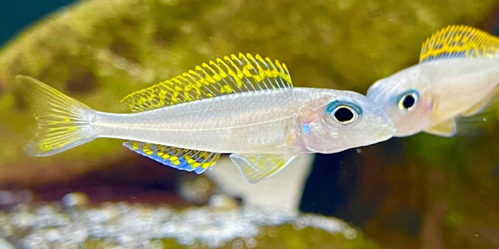 Xenotilapia flavipinnis kiriza