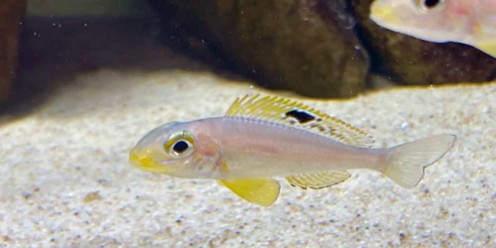 Xenotilapia papilio Ulwile wf