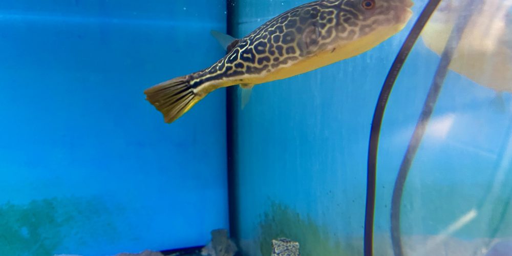 Tetraodon mbu wf