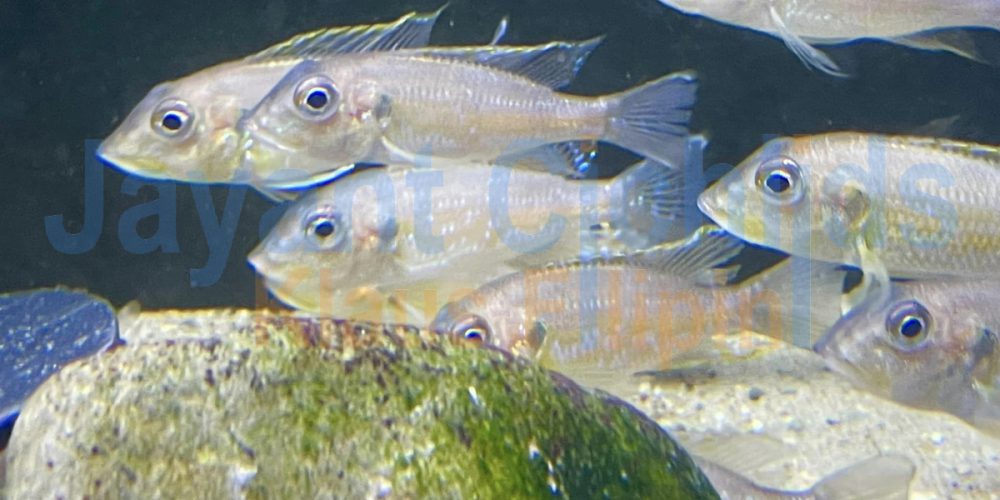 Gnathochromis permaxilaris short nose