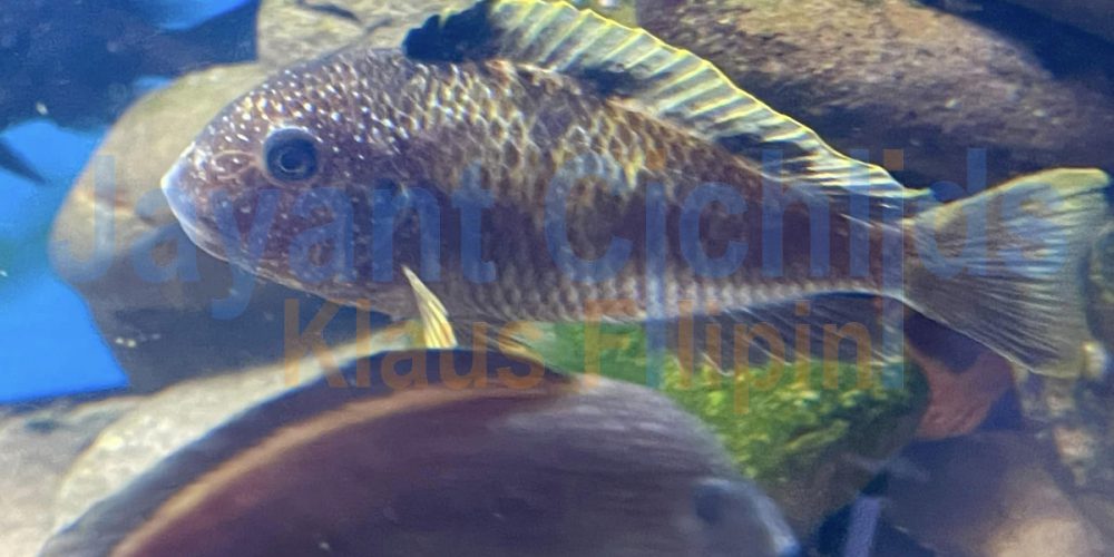 Tropheus moorii Murago