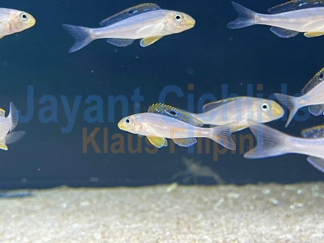 Xenotilapia papilio Isanga