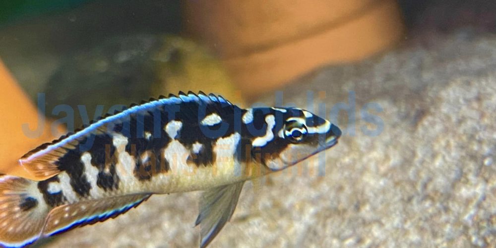 Julidochromis transcriptus Kissi