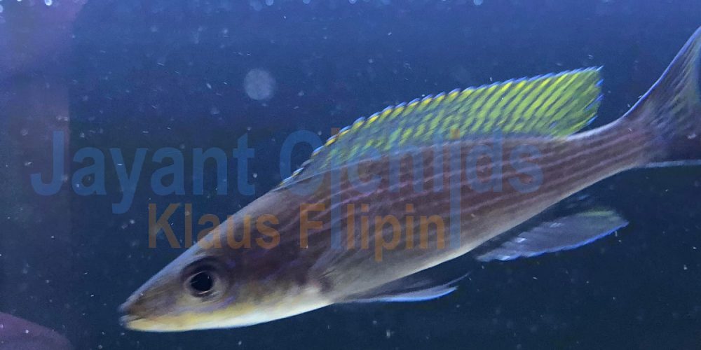 Paracyprichromis brieni Milima