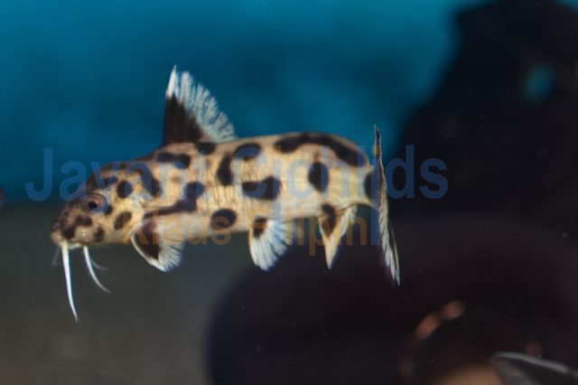 Synodontis polli white