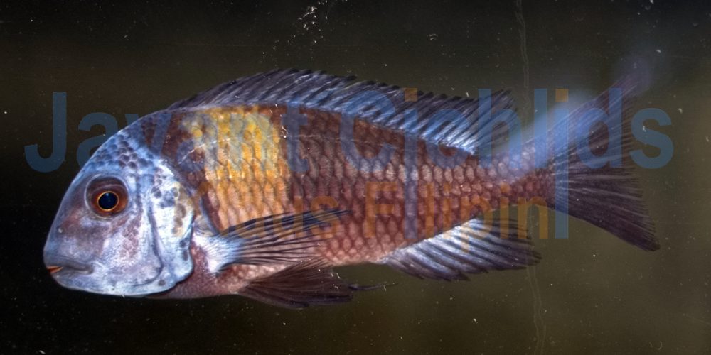 Tropheus duboisi Maswa