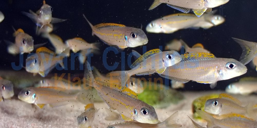 Xenotilapia flavipinnis Nyanza lac