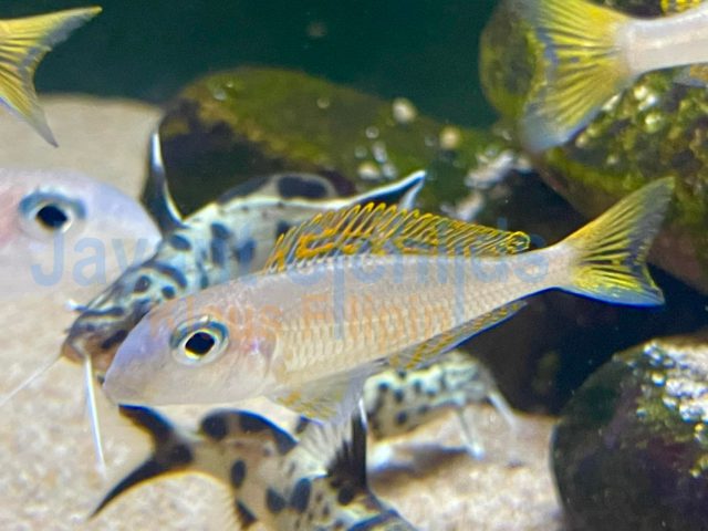 Xenotilapia flavipinnis Kiriza