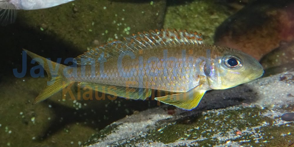 Xenotilapia flavipinnis red royal Kekese