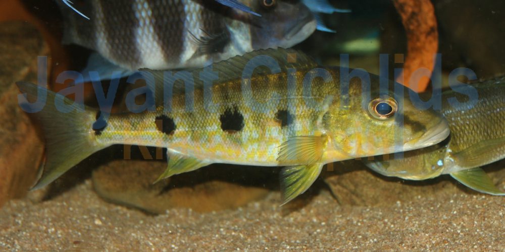 Boulengerochromis microlepis