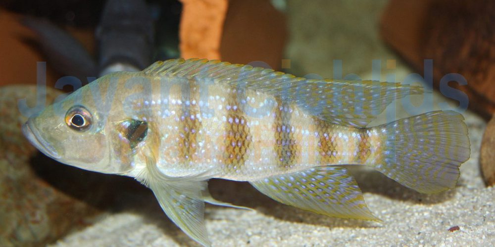 Greenwoodochromis christyi