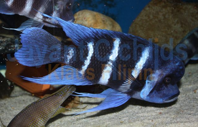 Cyphotilapia frontosa Mpimbwe Blue