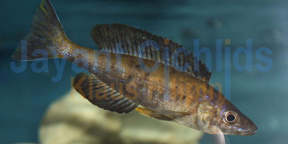 Cyprichromis microlepidotus Kiriza Black