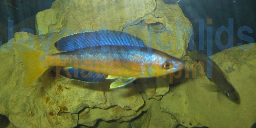 Cyprichromis microlepidotus Bulu Point