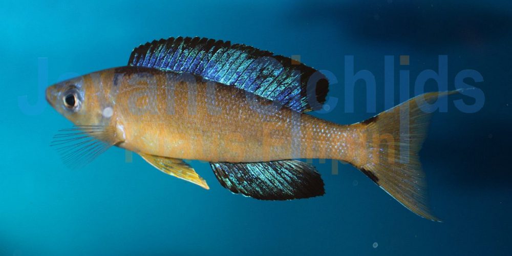 Cyprichromis microlepidotus Karilani