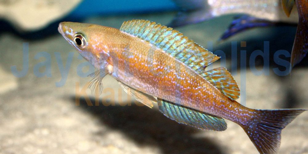 Cyprichromis microlepidotus Kigoma