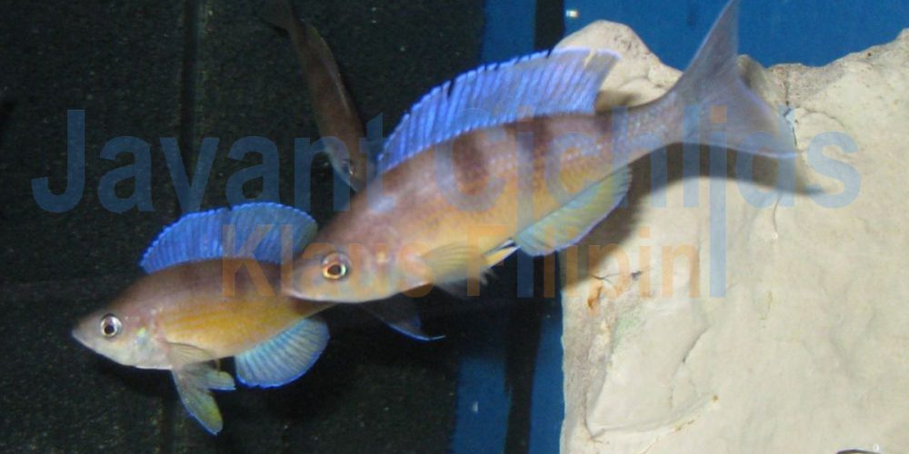 Cyprichromis zonatus