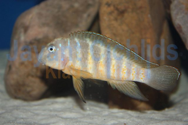 Eretmodus cyanostictus Ikola