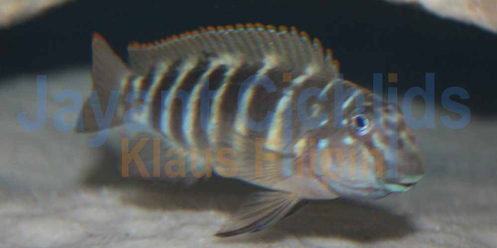 Eretmodus cyanostictus