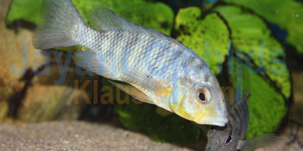 Gnathochromis pfefferi