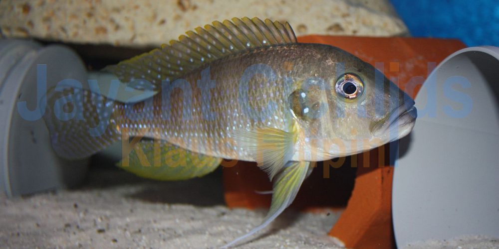 Limnochromis auritus