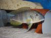 Limnochromis auritus